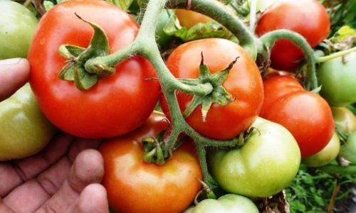 Как увеличить урожай помидоров в 3 раза